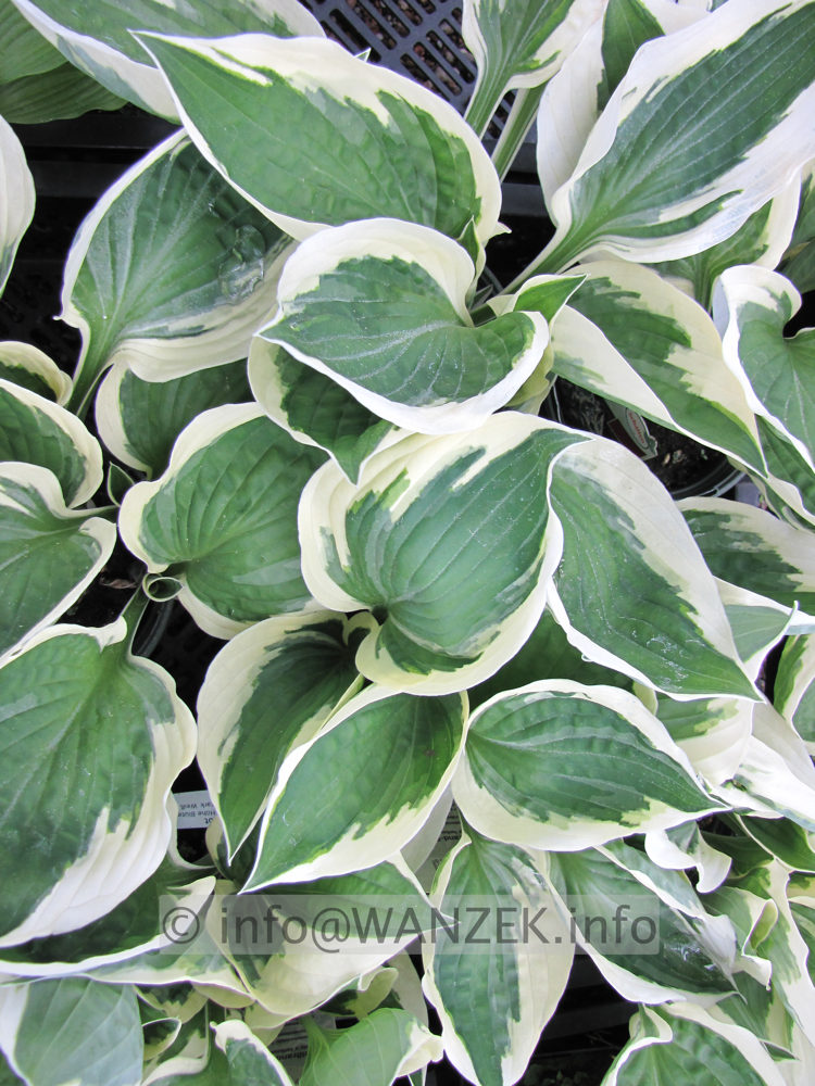 Hosta fortunei Patriot 05.JPG